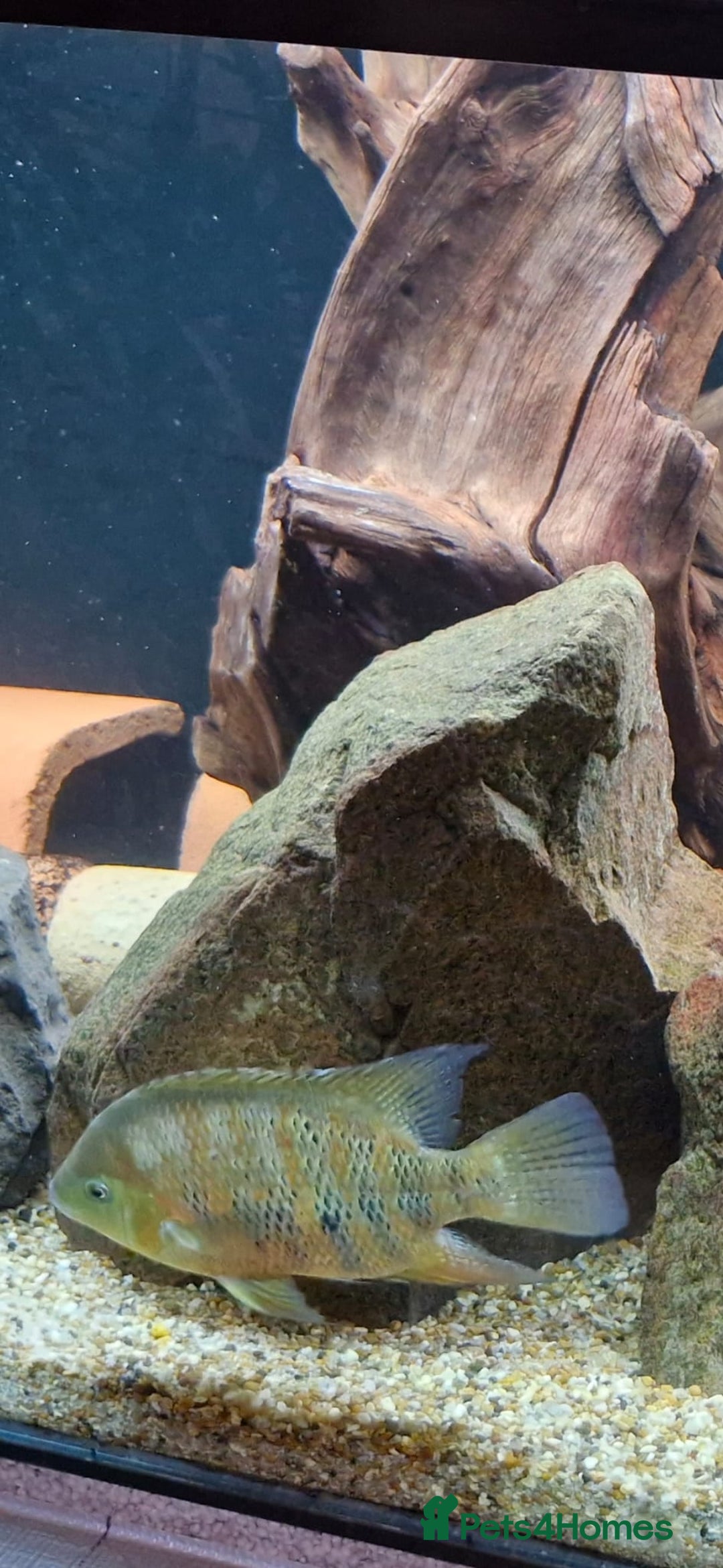 Cichlids fish for sale: Bocourti cichlid - Advert 2