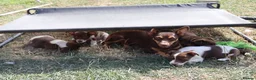 Jack Russell dogs for sale: Mini Jack Russel Terriers - Advert 29