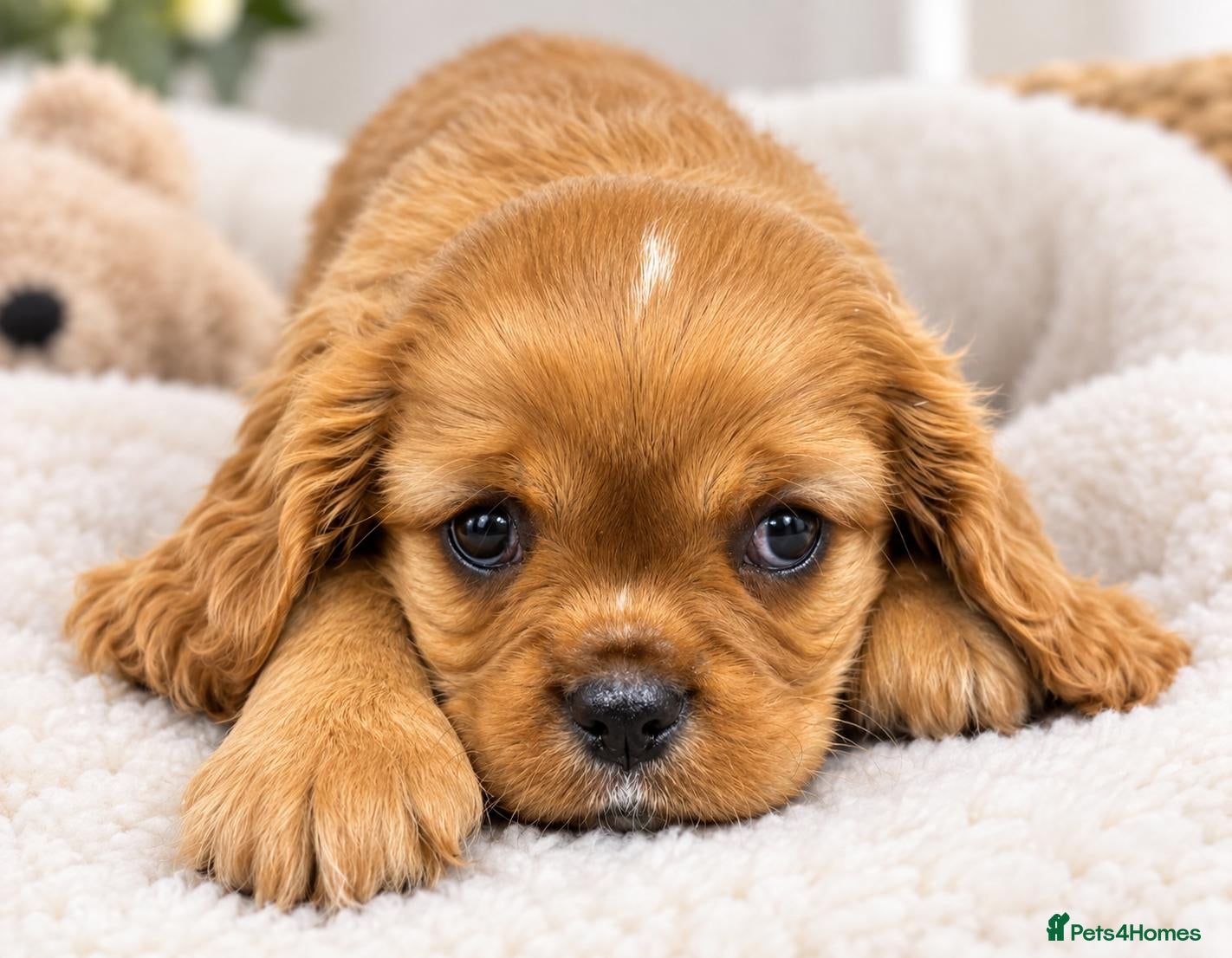 Cavalier King Charles Spaniel dogs Stunning kc reg health tested cavaliers - Advert 1