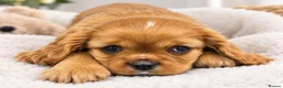 Cavalier King Charles Spaniel dogs for sale: Stunning kc reg health tested cavaliers - Advert 8