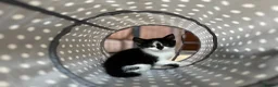 Mixed Breed cats for sale: Litter of 6 beautiful kittens in Leyland - Advert 6