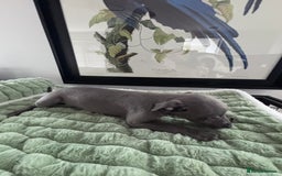 Whippet dogs for sale: Blue whippets  - Image 9