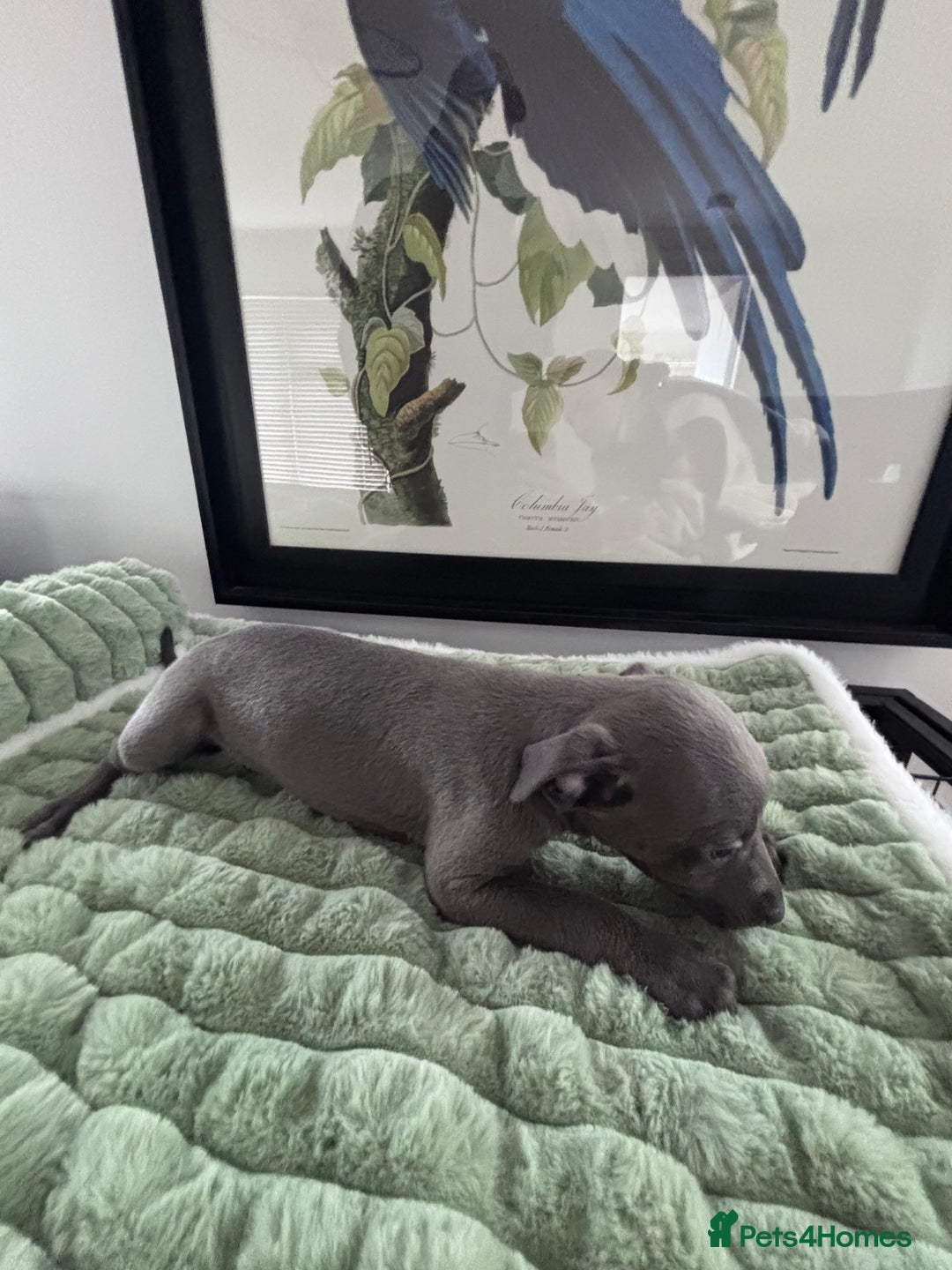 Whippet dogs for sale: Blue whippets  - Image 9