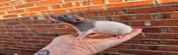 Rat rodents for sale: Various male and female rats  - Advert 7