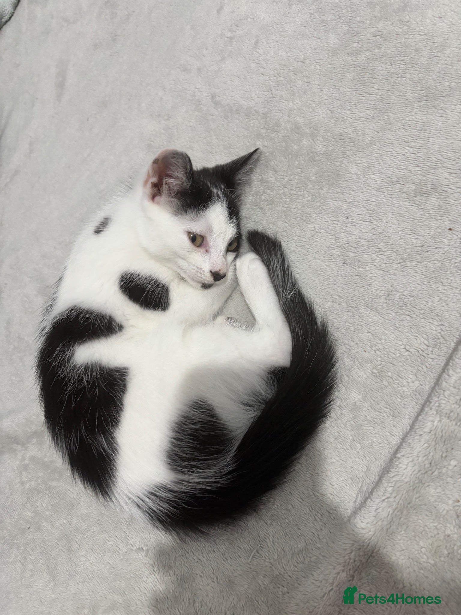 Domestic Shorthair cats Tony  - Advert 7