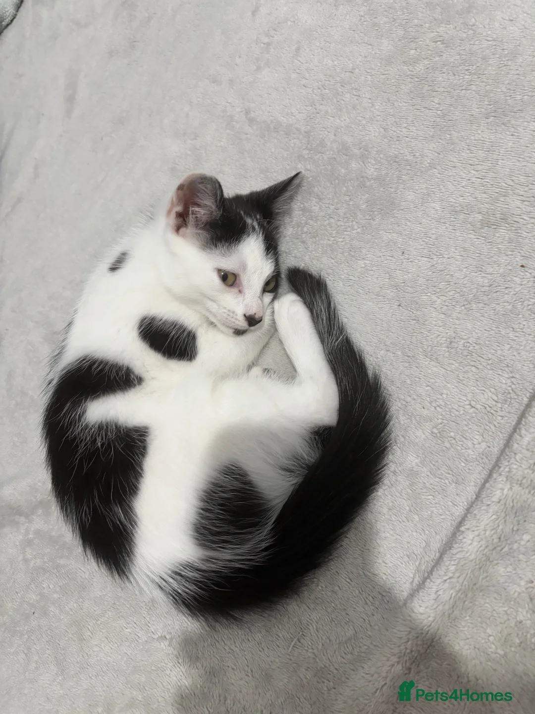 Domestic Shorthair cats for sale: Tony  in Newcastle upon Tyne - Advert 1