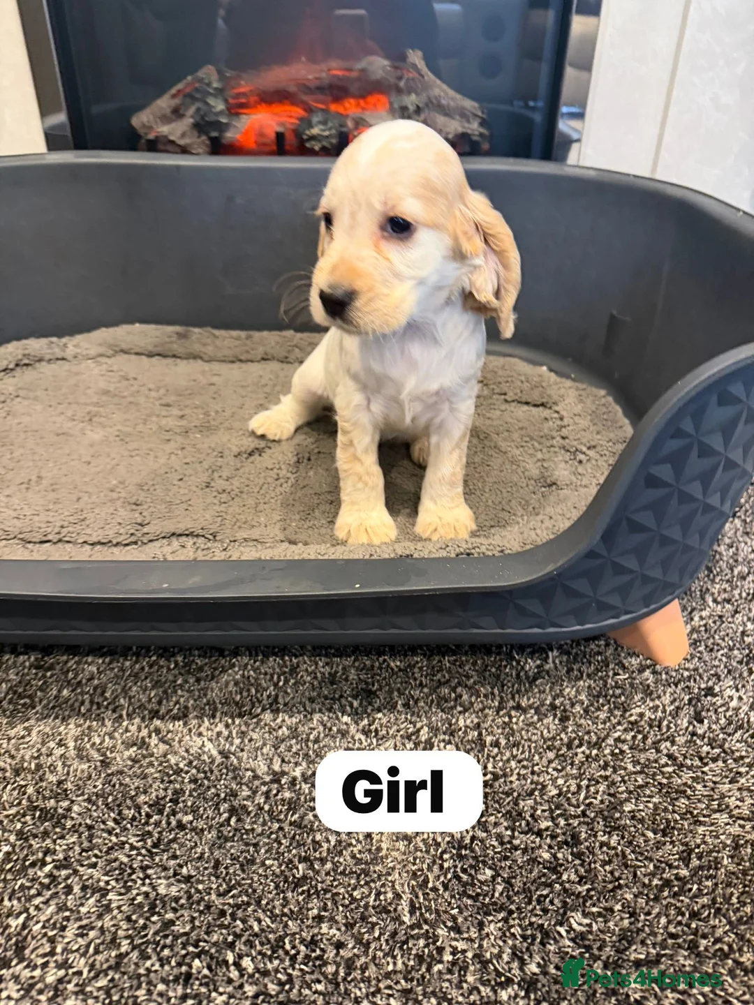 Cocker Spaniel dogs for sale: Beautiful adorable show type cocker spaniels - Advert 4