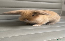 Mini Lop rabbits for sale: Mini lops - Image 4