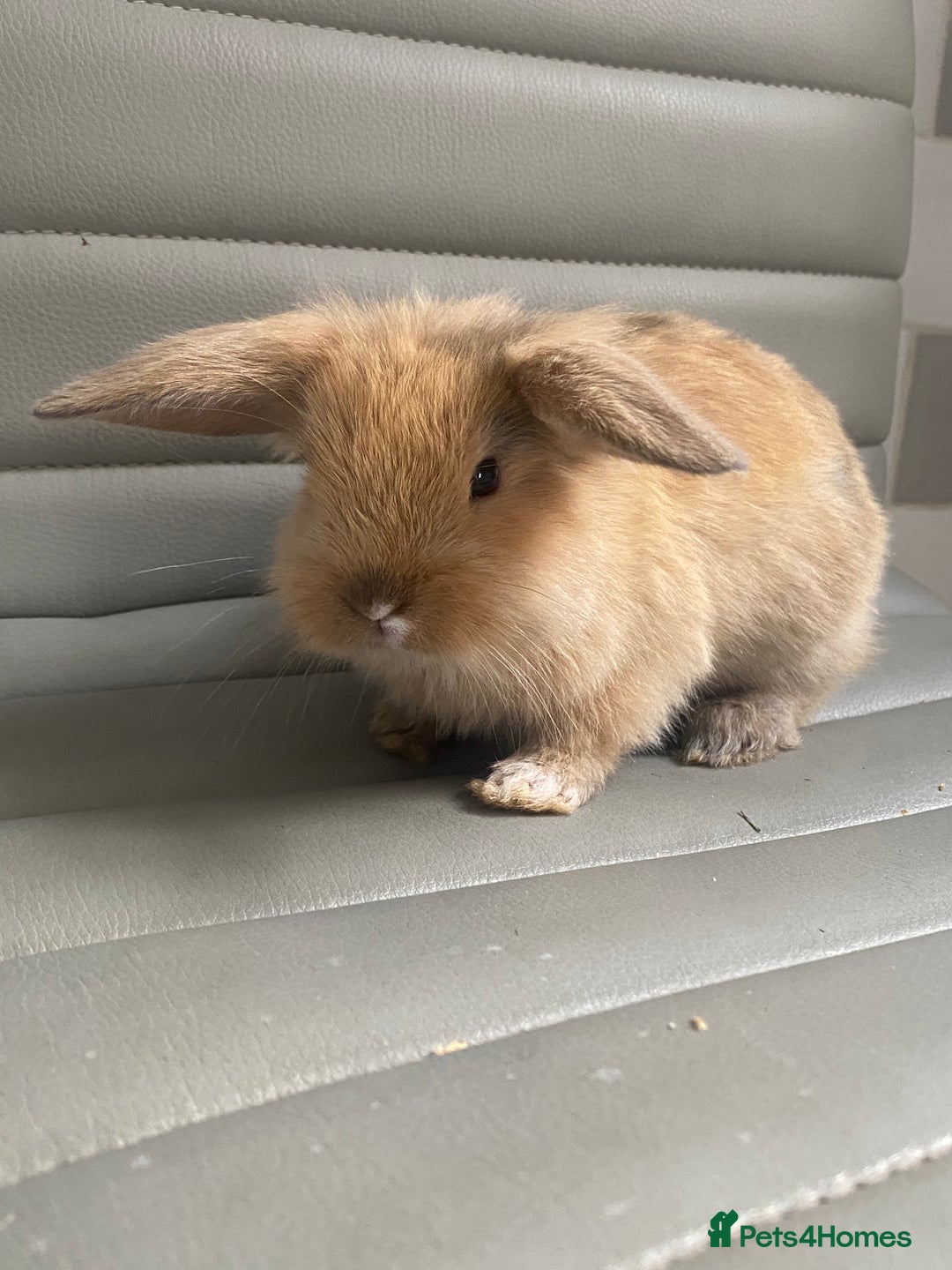 Mini Lop rabbits for sale: Mini lops - Image 4
