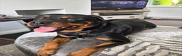 Rottweiler dogs for sale: Loving Rottweiler  - Advert 7