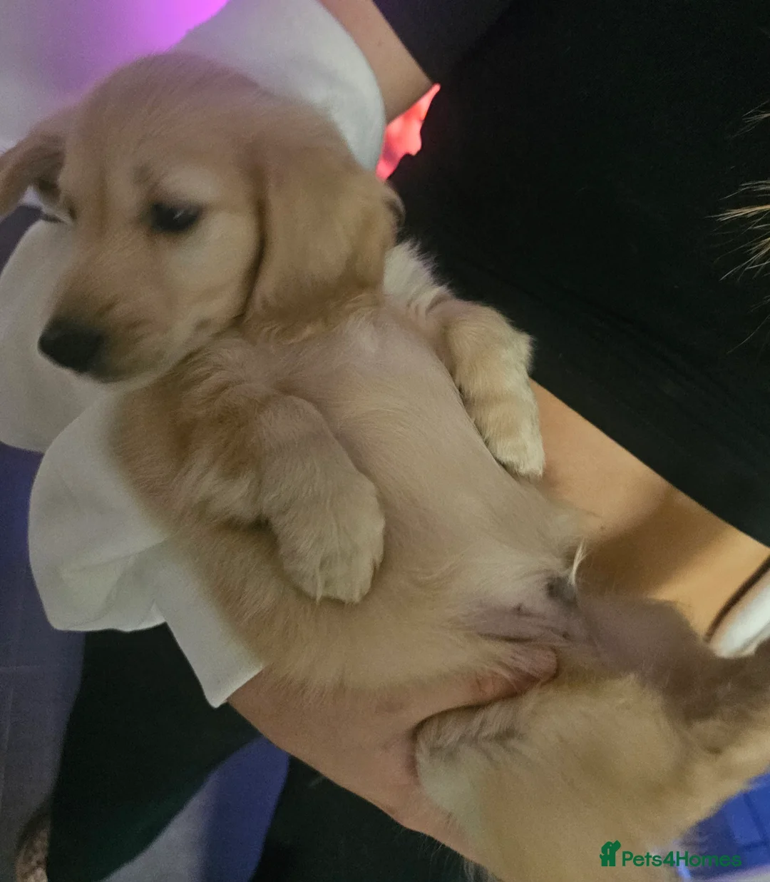 Miniature Dachshund dogs for stud: Dna and ivdd screened Mini Dachshund  in Southampton - Advert 9