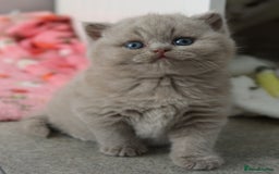British Shorthair cats for sale: Stunning British shorthair available last girl  - Image 20