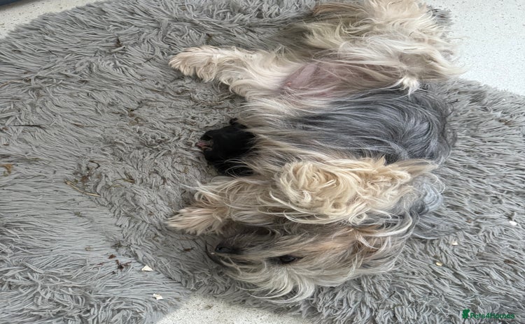 Mixed Breed dogs - Advert 1