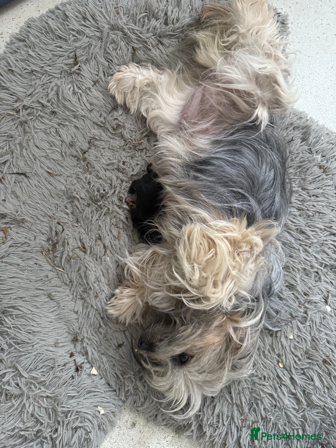 Mixed Breed dogs for sale: Tiny and beautiful  - Image 1