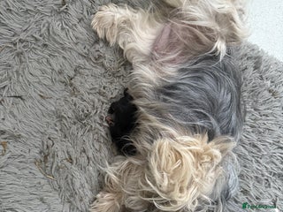 Mixed Breed dogs - Advert 28