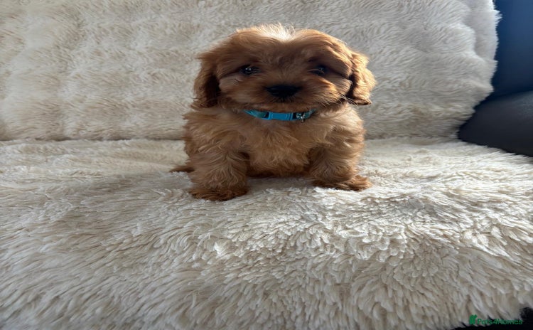 Cavapoo dogs - Advert 13
