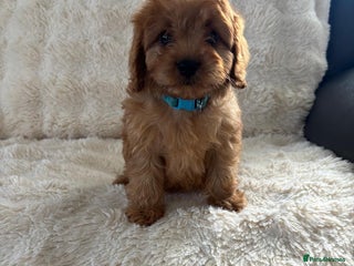 Cavapoo dogs - Advert 14
