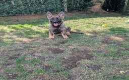 German Shepherd dogs for sale: German Shepherd puppies  in Scunthorpe - Image 1