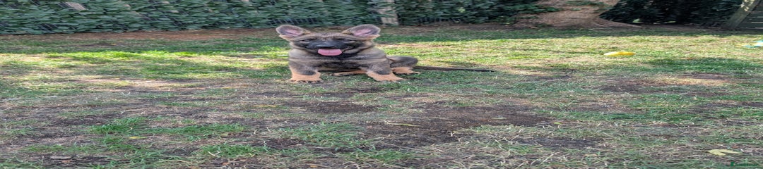 German Shepherd Puppy 4