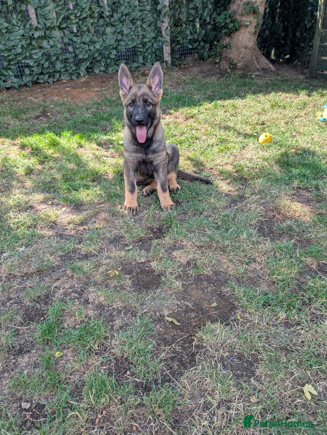 German Shepherd dogs for sale: German Shepherd puppies  in Scunthorpe - Image 1