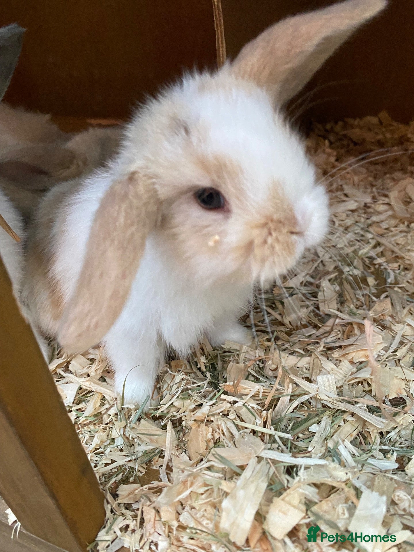 Mini Lop rabbits STUNNING PURE BREED MINI LOPS  - Advert 10