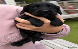 Cocker Spaniel dogs for sale: Beautiful Cocker Spaniel Puppies  - Image 6
