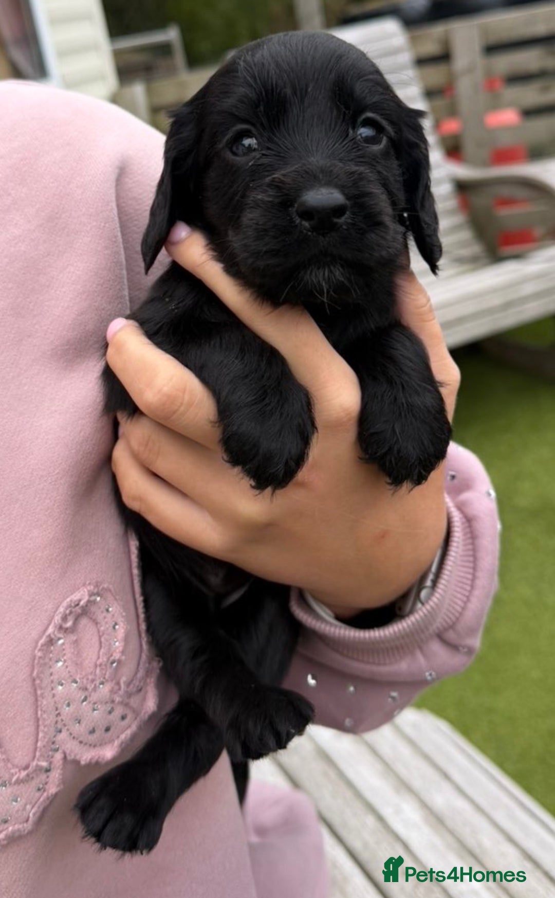 Cocker Spaniel dogs for sale: Beautiful Cocker Spaniel Puppies  - Image 6