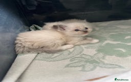 Ragdoll cats for sale: Stunning Bluepoint Ragdoll kittens!  - Image 11