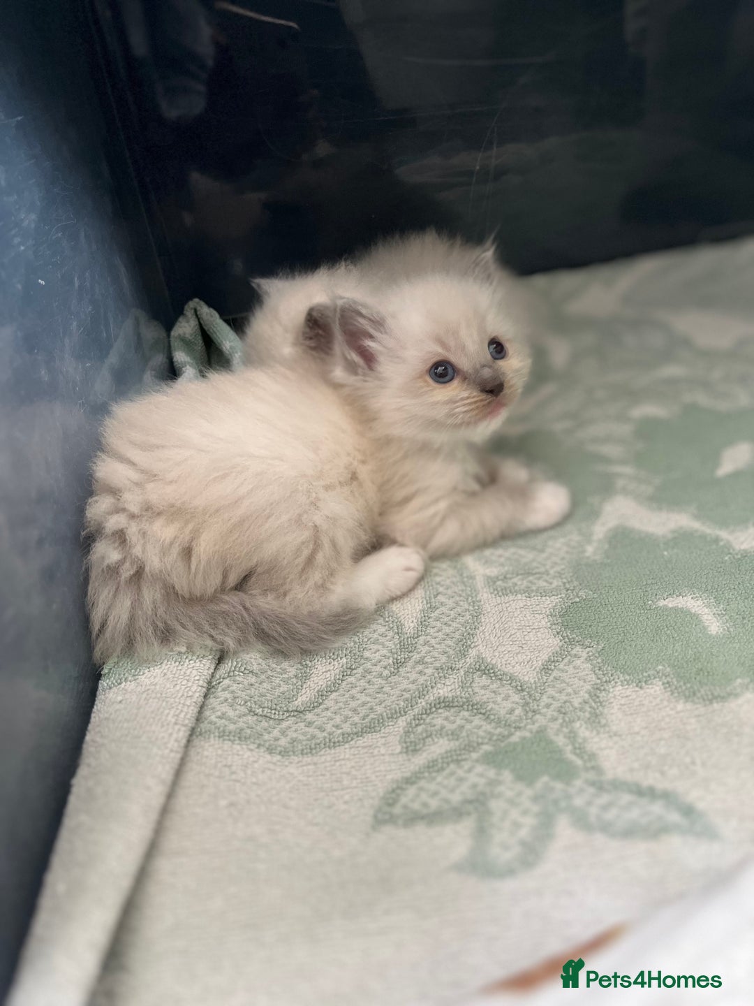 Ragdoll cats for sale: Stunning Bluepoint Ragdoll kittens!  - Image 11