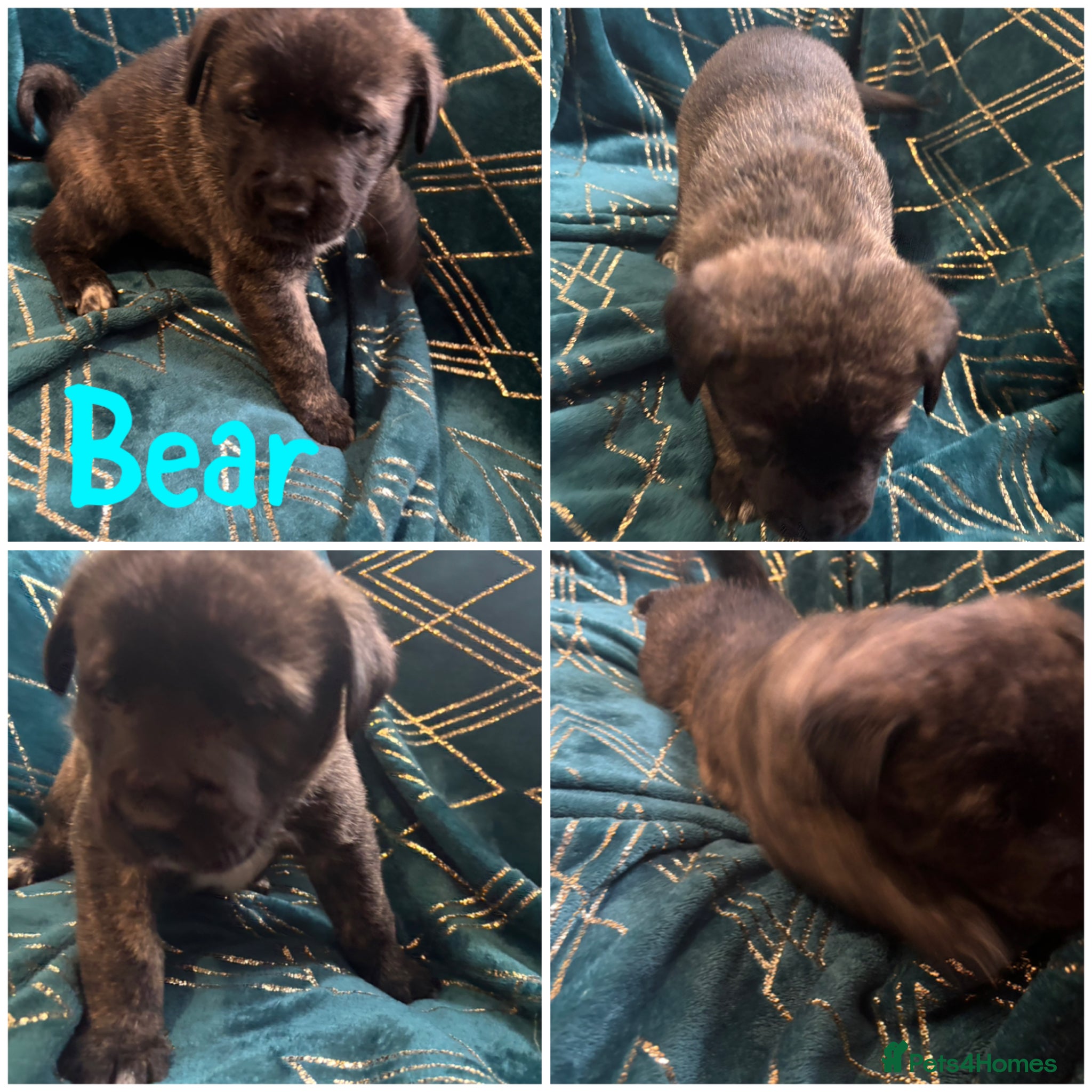 Mixed Breed dogs Akita x Cane Corso Hybrid puppies - Advert 7
