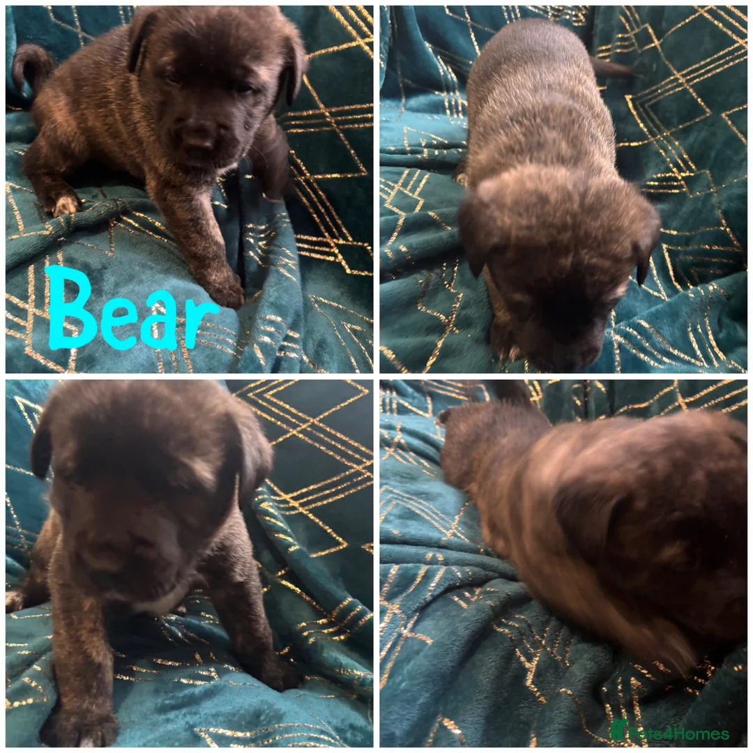 Mixed Breed dogs for sale: Akita x Cane Corso Hybrid puppies - Advert 1