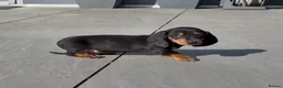 Miniature Dachshund dogs for sale: Beautiful mini dachshund black tan boy ready now - Advert 6