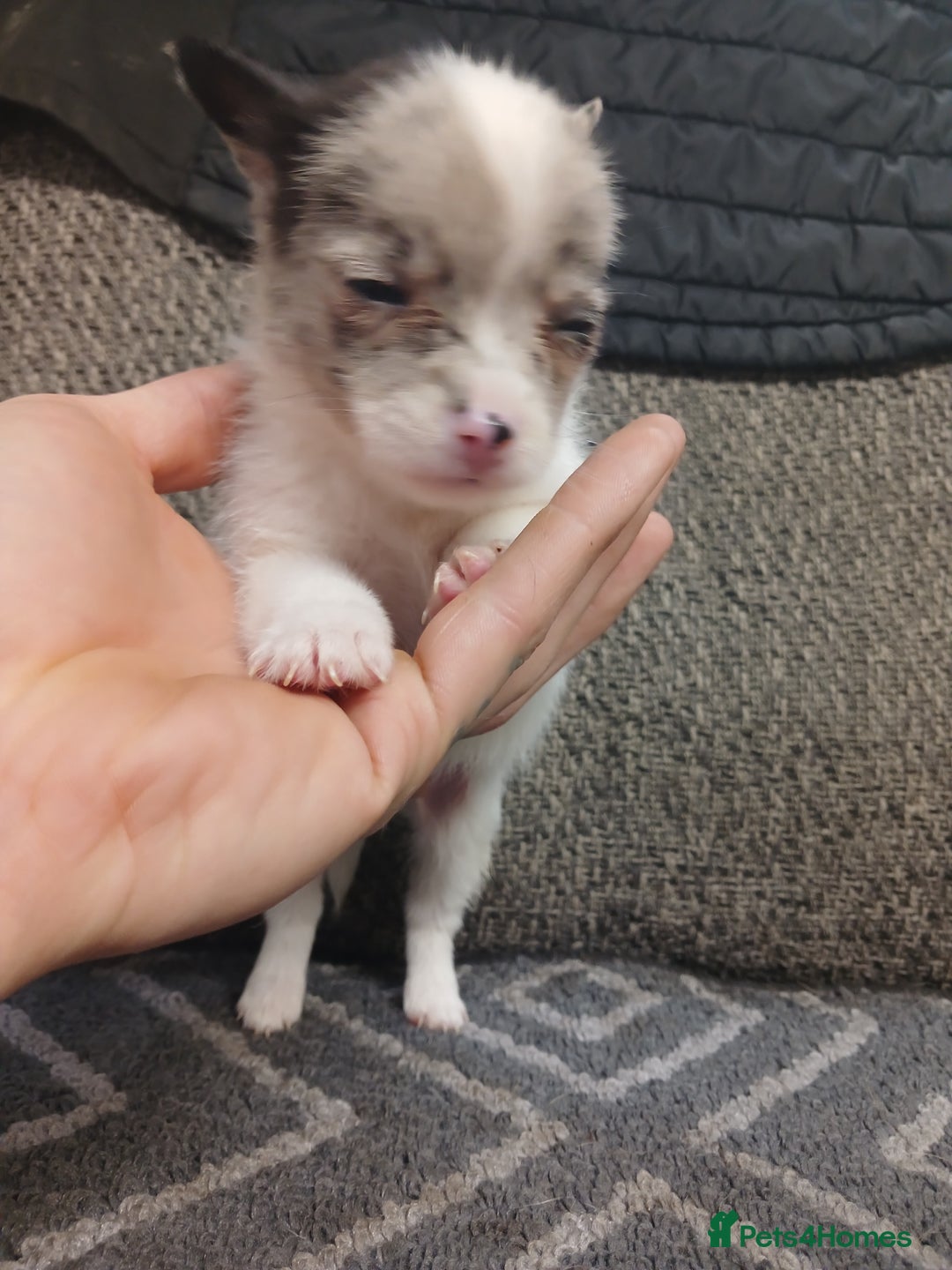 Mixed Breed dogs for sale: Pomeranian cross puppies ready now - Image 19