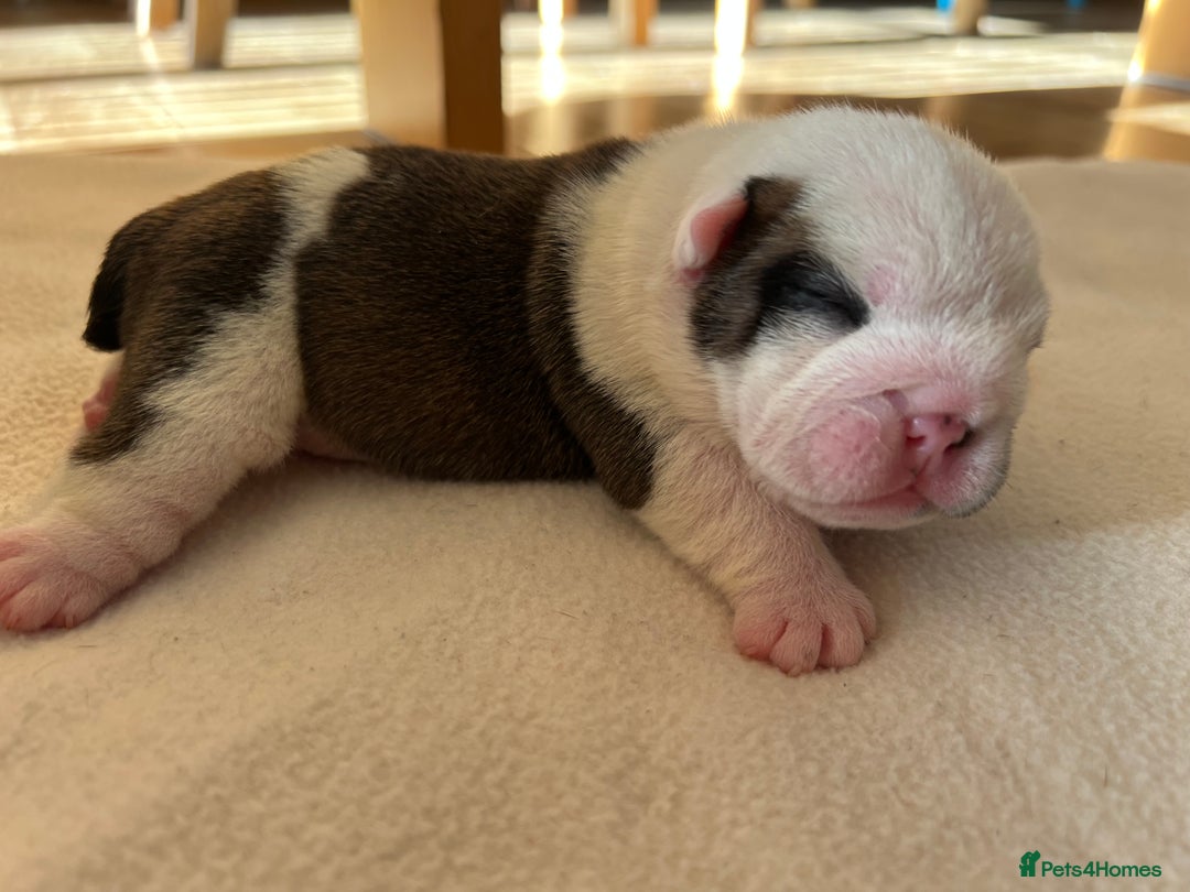 English Bulldog dogs for sale: English bulldogs - Advert 15