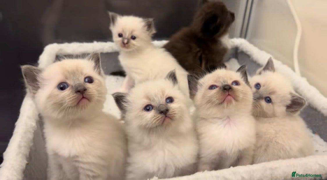 Ragamese cats GEORGEOUS SHORTHAIR SIAMESE AND LONGHAIR RAGDOLLS - Advert 4
