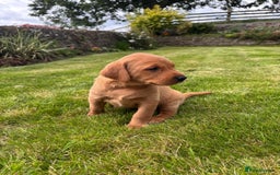 Labrador Retriever dogs for sale: Stunning, KC registered, Fox Red Labrador puppies. - Image 19