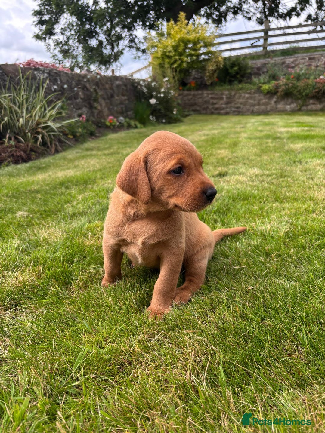 Labrador Retriever dogs for sale: Stunning, KC registered, Fox Red Labrador puppies. - Image 19