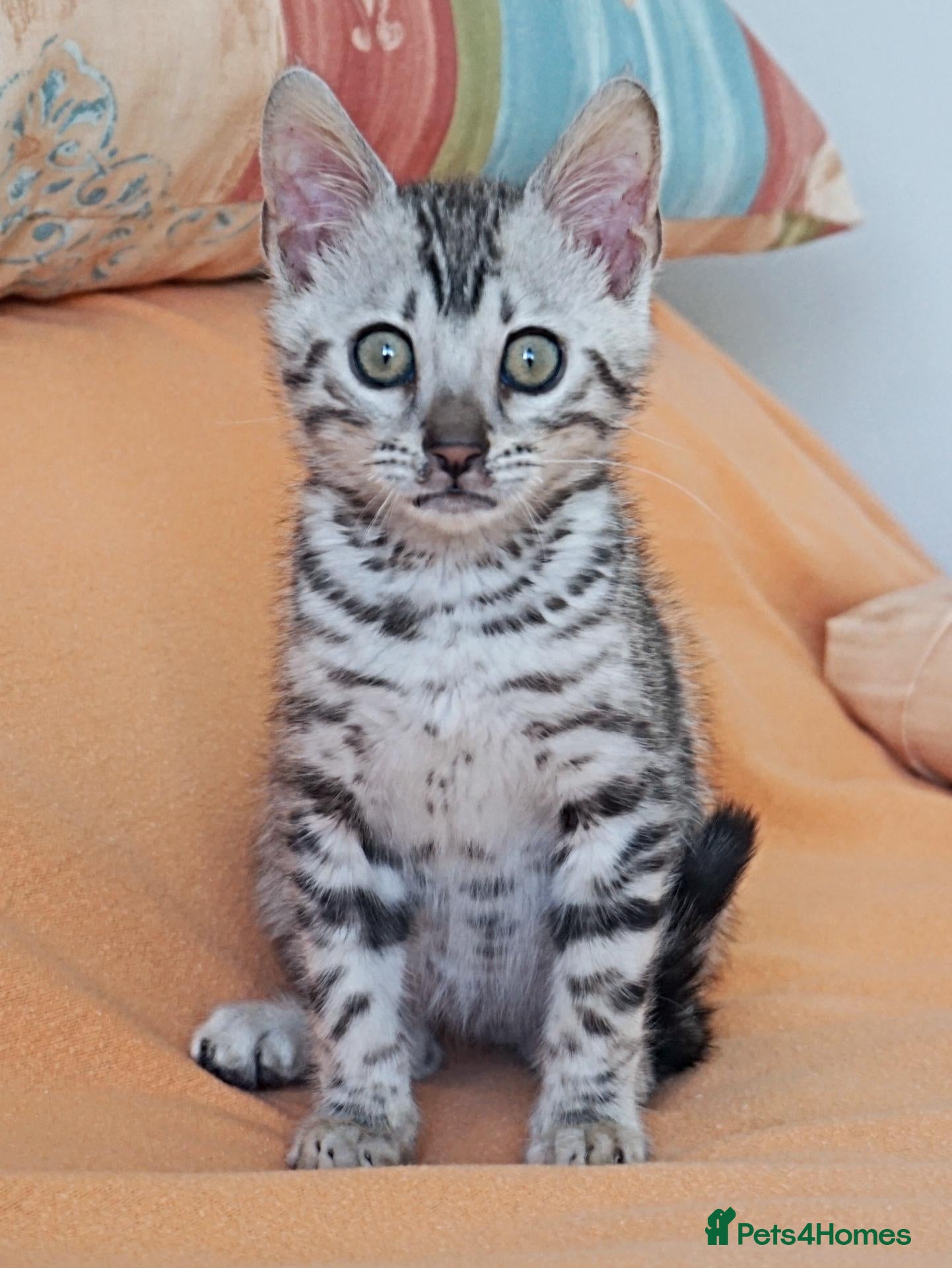 Bengal cats Stunning Rosette Bengal Kitten - Advert 5