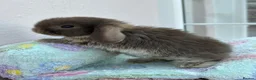 Mini Lop rabbits for sale: Mini lops-raised indoors-vaccinated  - Advert 33
