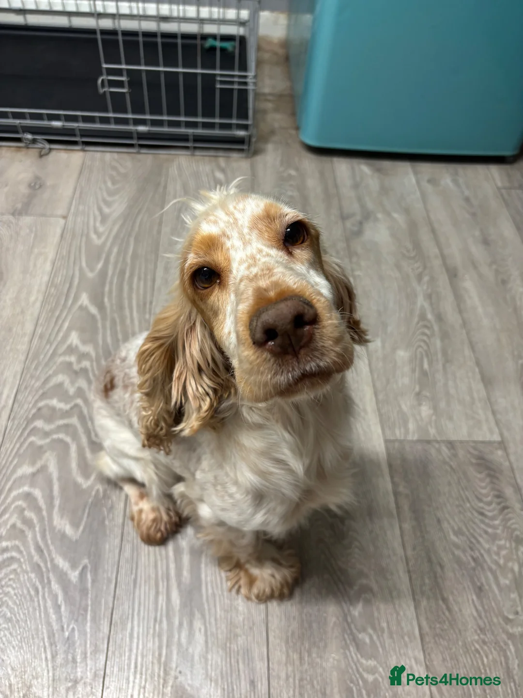 Cocker Spaniel dogs for sale: Lilly the cocker spaniel - Advert 1