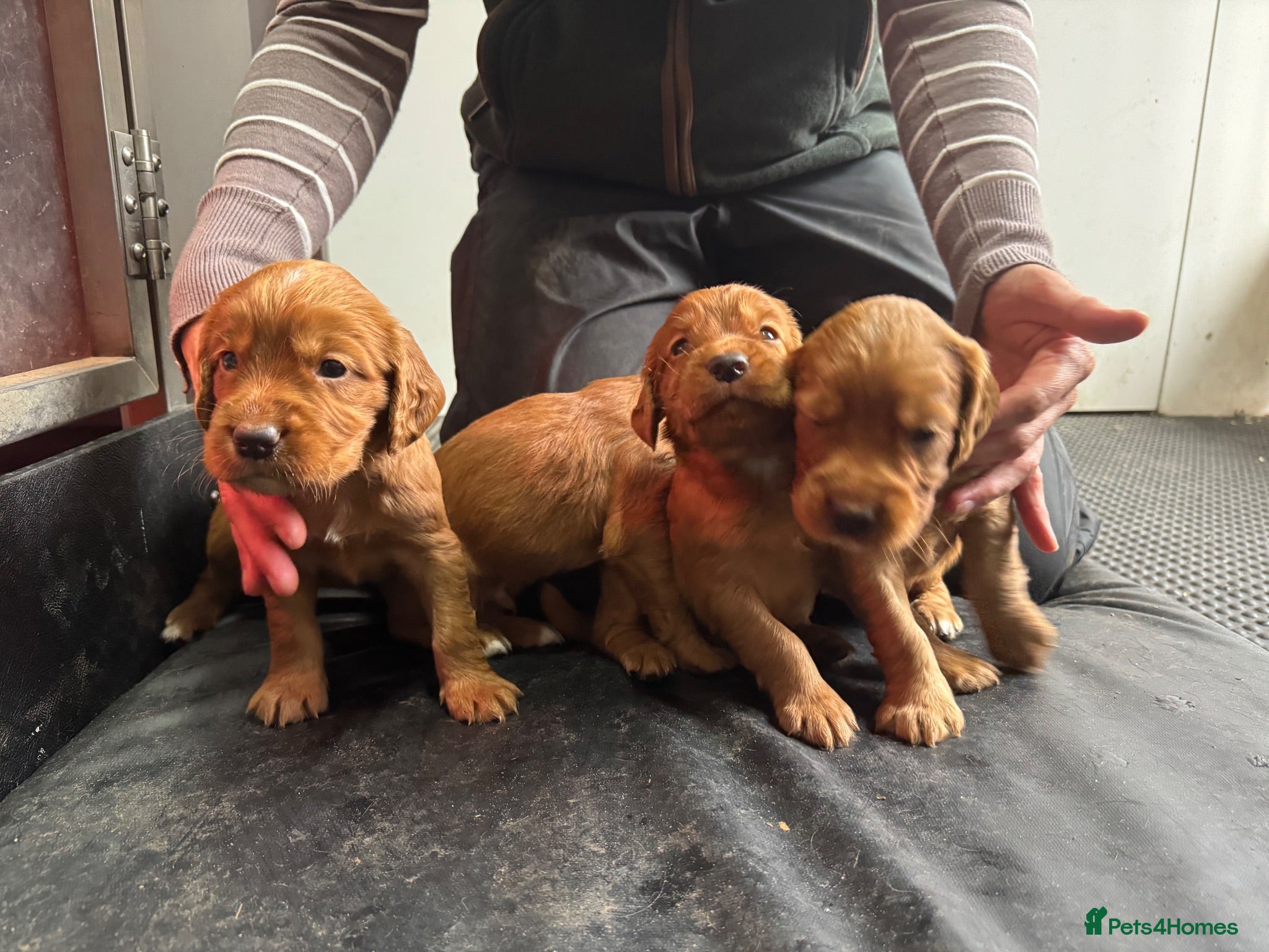 Cocker Spaniel dogs KC Health Tested Working Cocker Spaniel Puppies - Advert 2