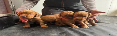 Red Cocker Dog Pup
