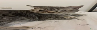 Salt