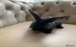 Flemish rabbits for sale: Flemish giant cross - Image 1