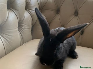 Flemish rabbits for sale - Advert 1