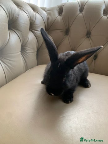 Flemish rabbits Flemish giant cross - Advert 2