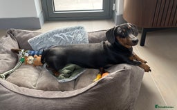 Dachshund dogs for sale: Rehoming our 3 yo dachshund  - Image 3