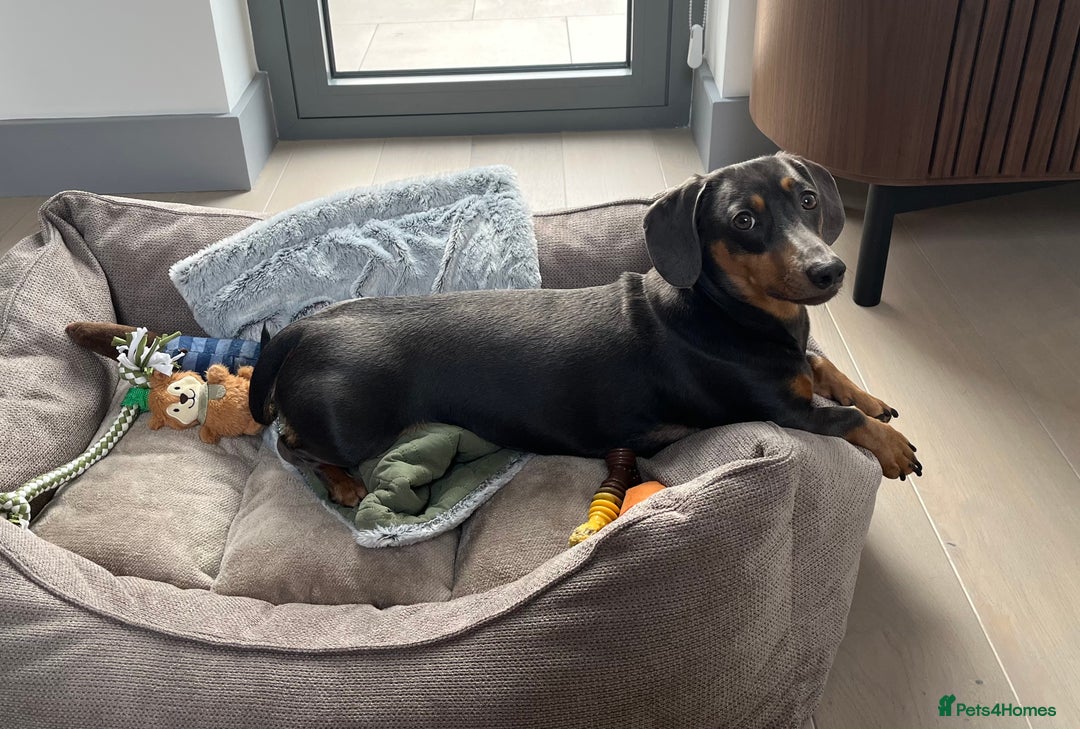 Dachshund dogs for sale: Rehoming our 3 yo dachshund  - Image 3