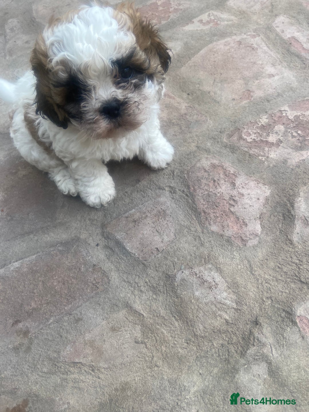 Shih Tzu dogs for sale: 1 beautiful shihtzu puppy  - Image 11