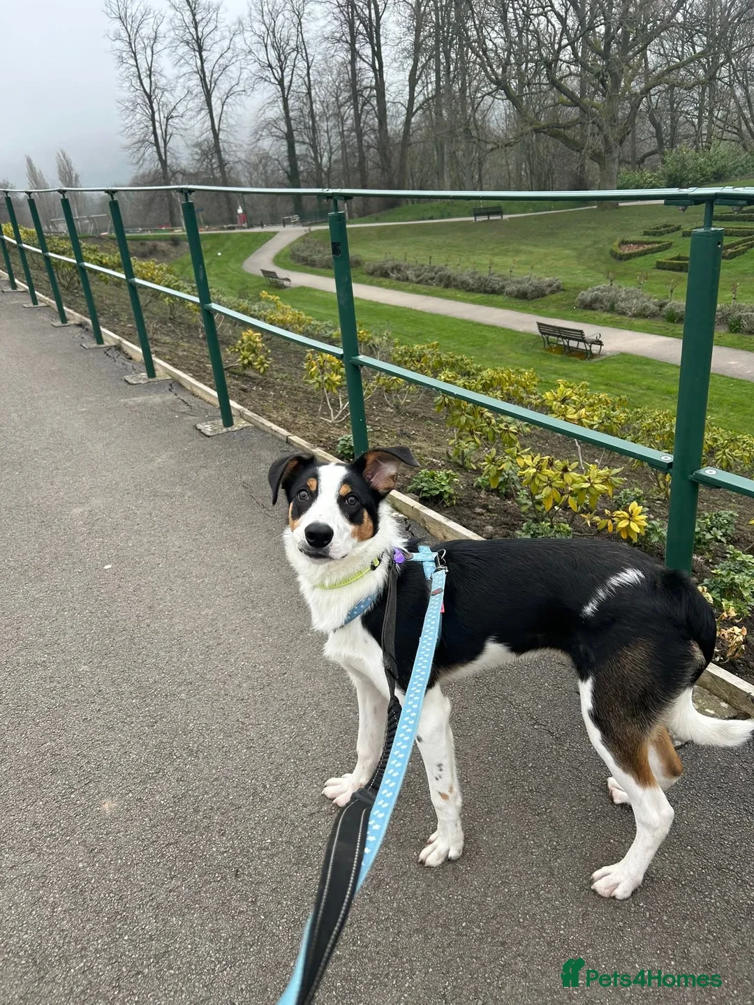 Border Collie dogs for sale: Beautiful male collie pup in Keighley - Advert 2